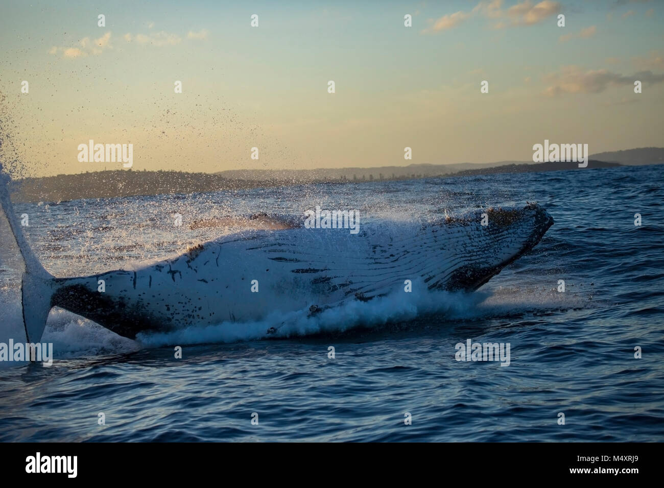Humpback whale airborne breach aftermath, Sydney Australia Stock Photo