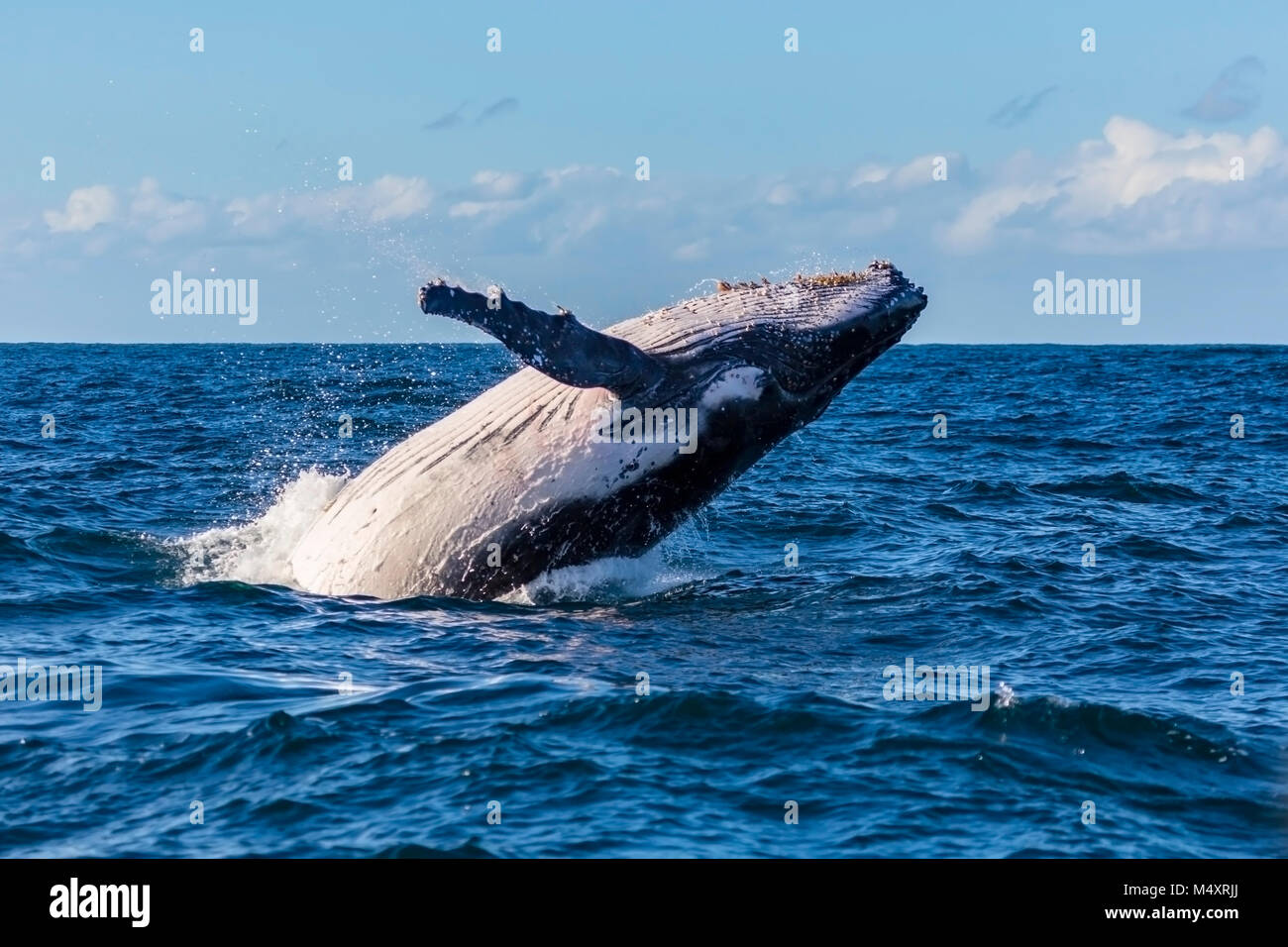 Humpback whale breaches off Sydney Heads, Sydney, Australia Stock Photo ...