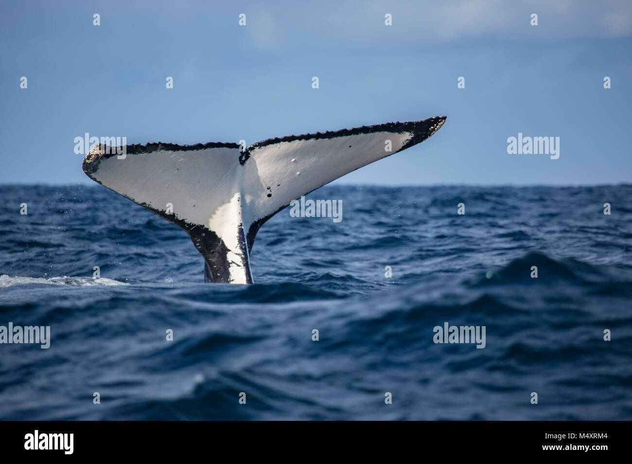 Humpback whale tails of Sydney, Australia Stock Photo