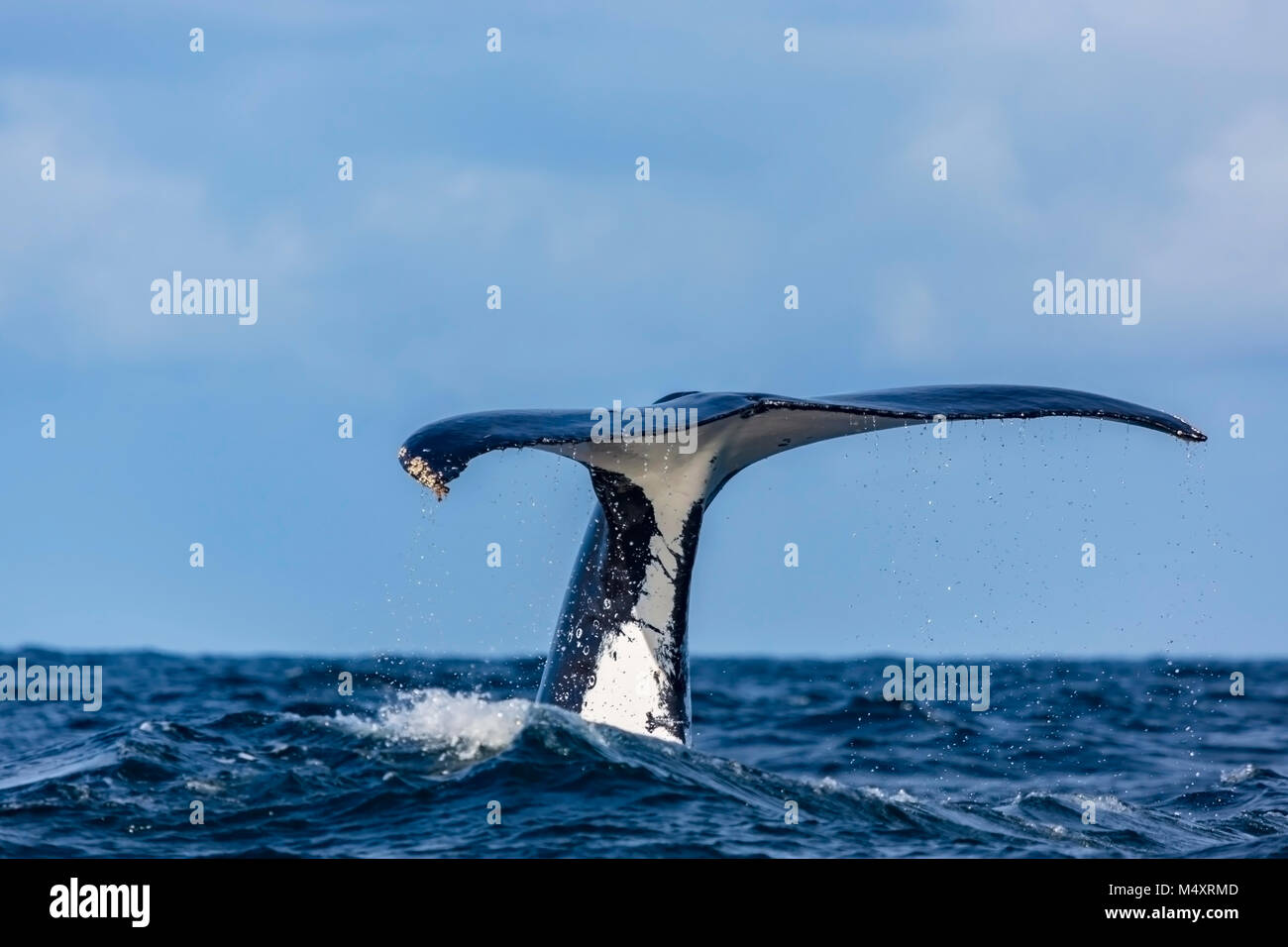 Humpback whale tails of Sydney, Australia Stock Photo