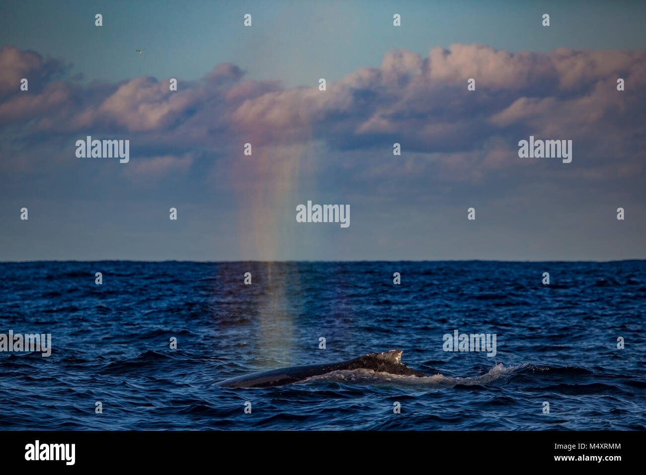 Humpback whale exhales through its blowhole to form a rainbow, Sydney, Australia Stock Photo