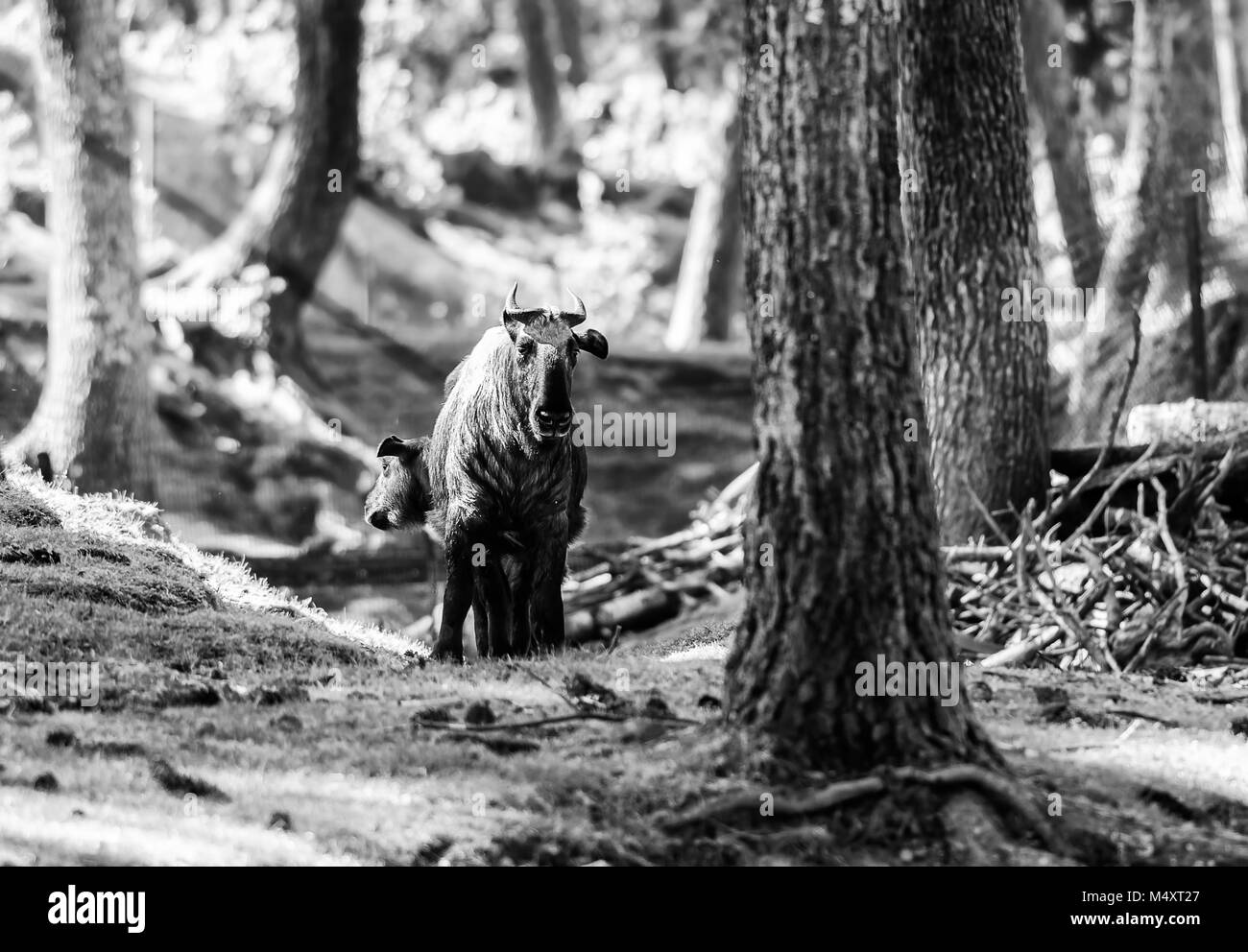 Takin, Budorcas taxicolor, National Animal of Bhutan Stock Photo