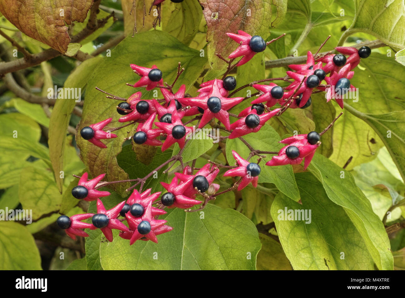 the ornamental berries of harlequin glorybower Stock Photo