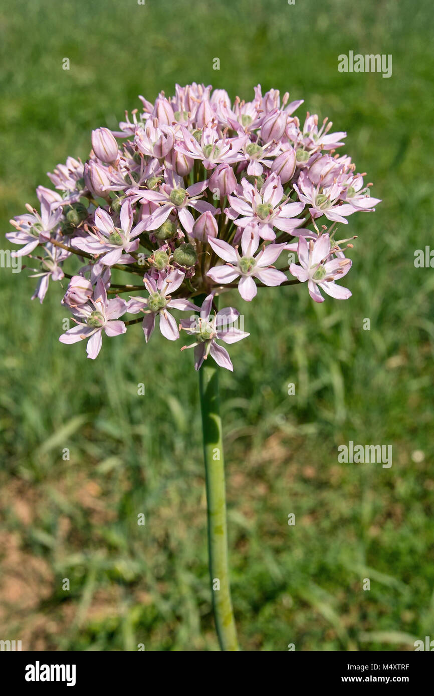 Black Garlic In Flower Allium Nigrum Family Liliaceae Stock Photo Alamy