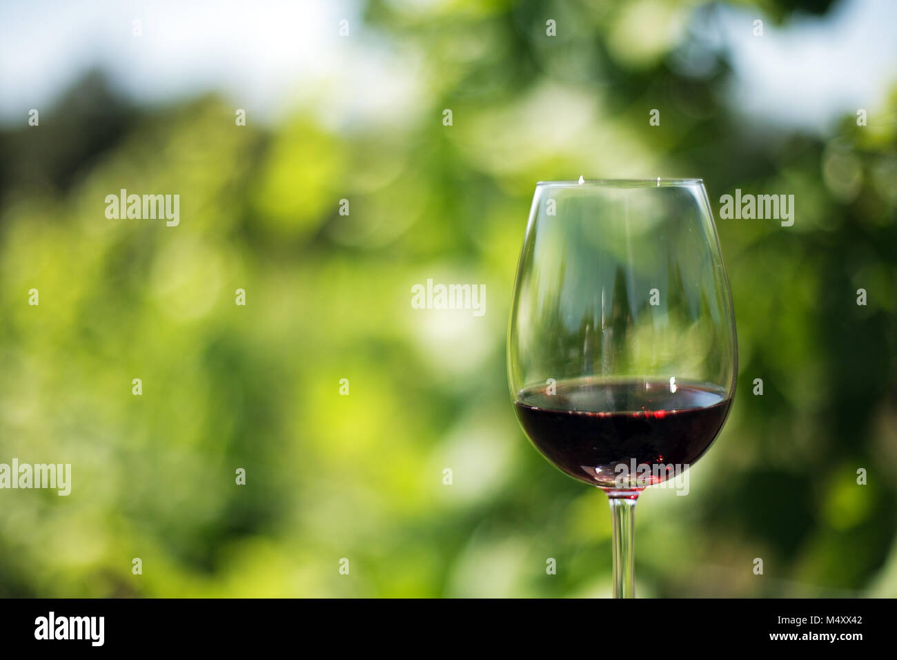 Wine glass in grape fields Stock Photo