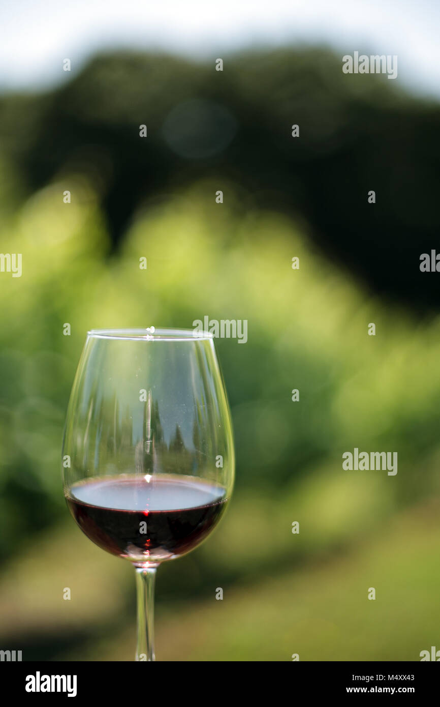 Wine glass in grape fields Stock Photo