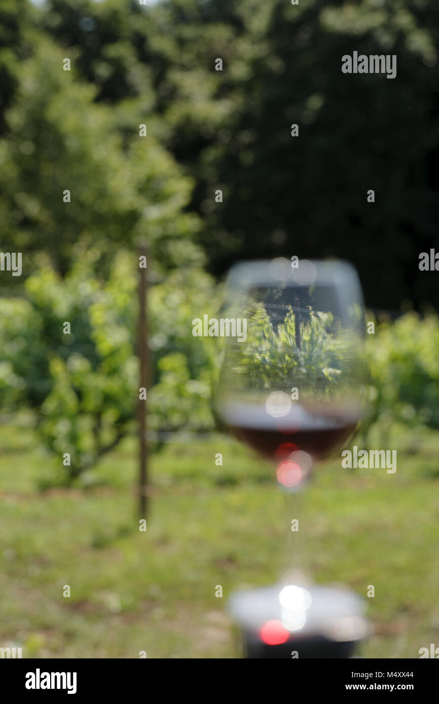 Wine glass in grape fields Stock Photo