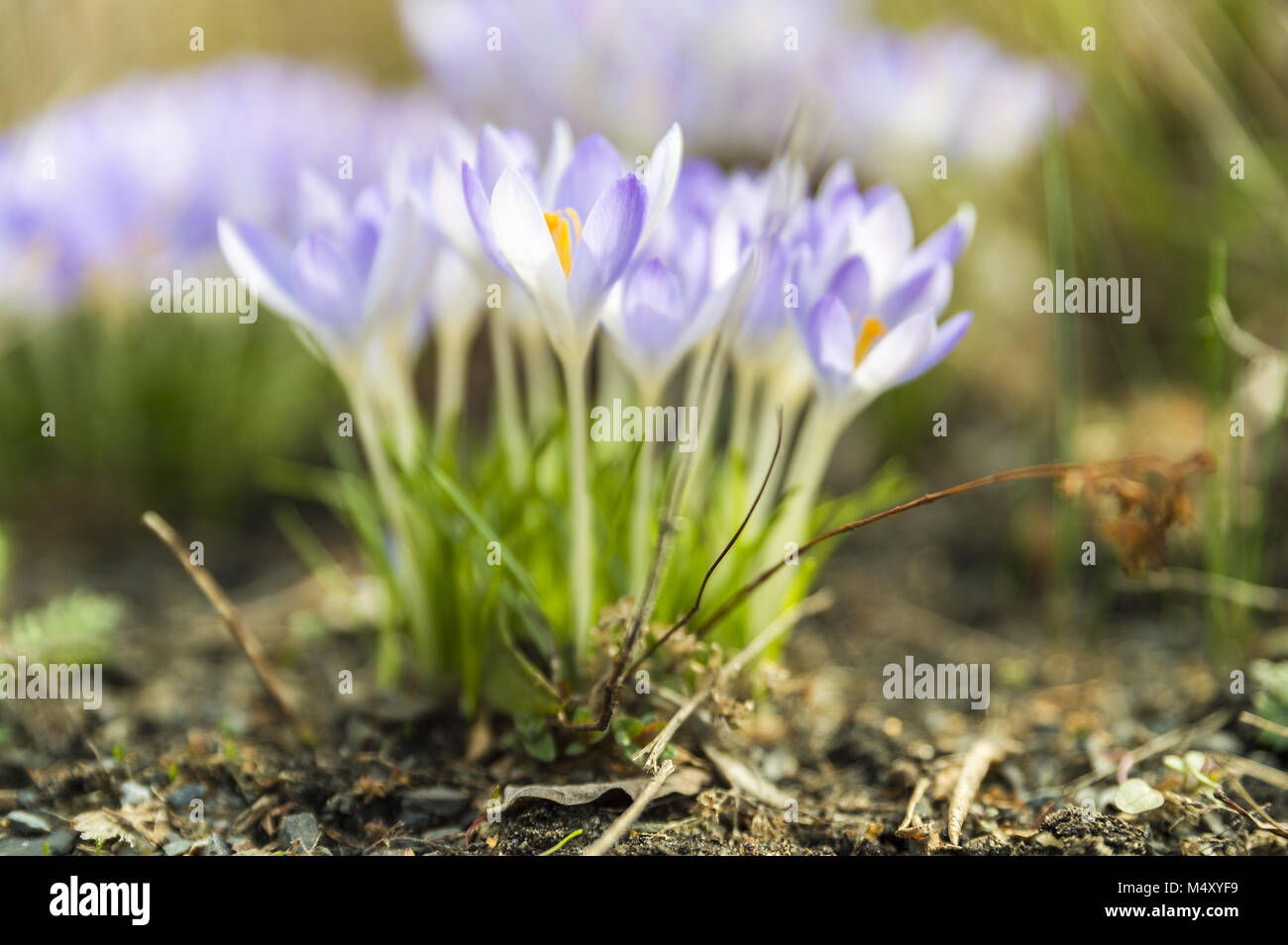 Crocuses in the light of the spring sound Stock Photo