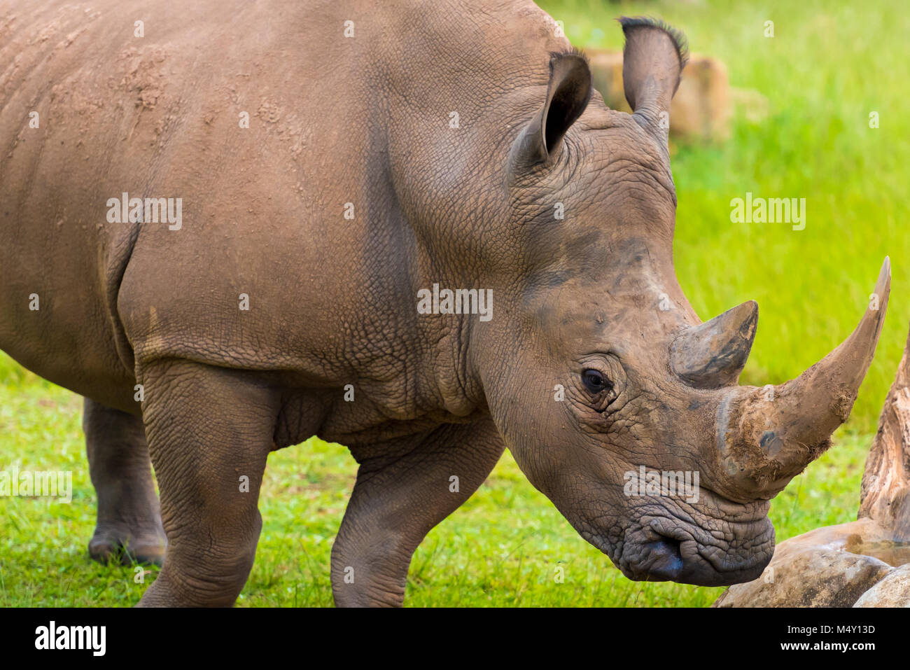 Portrait of Southern white rhino, endangered African native animal