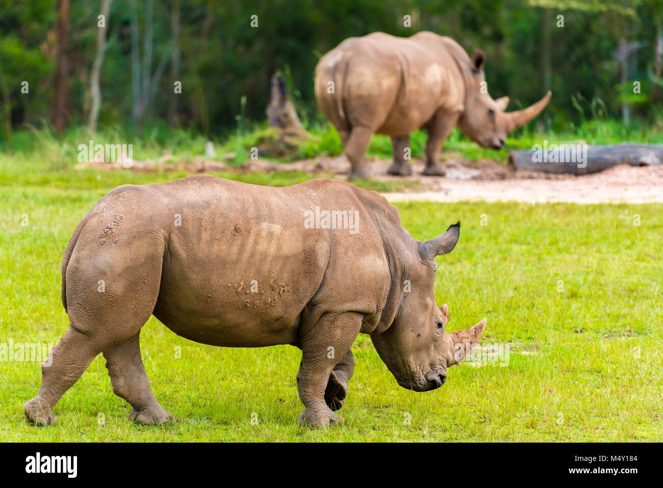 Southern white rhinoceros, endangered African native animals Stock