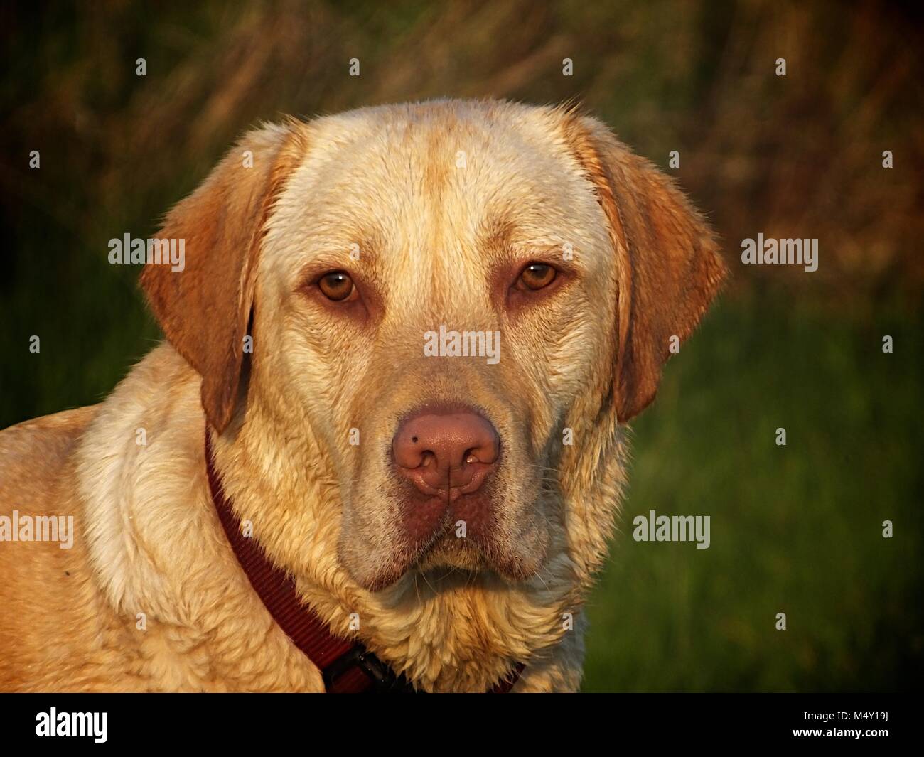 Chow Yellow Lab Puppies