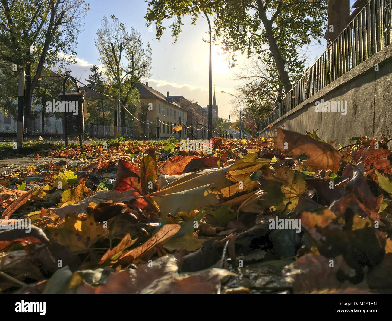 Autumn leaves on the sidewalk of the street in sunny October weather ...