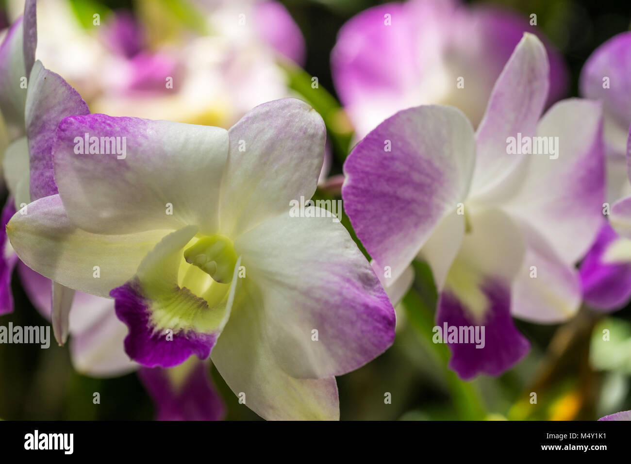 Closeup white orchid flower in flower plant Stock Photo
