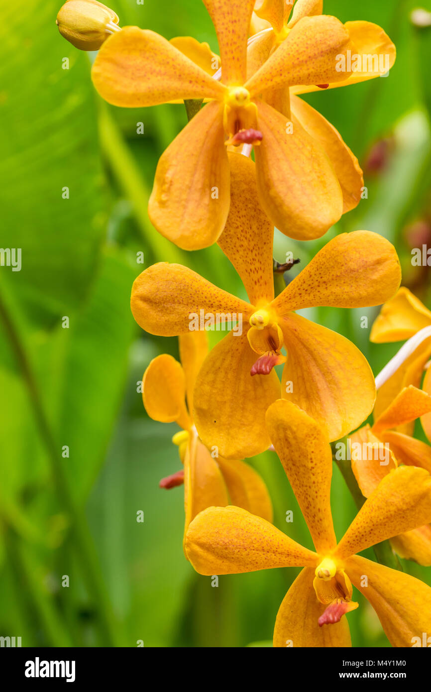 Closeup yellow orchid flower in flower plant Stock Photo