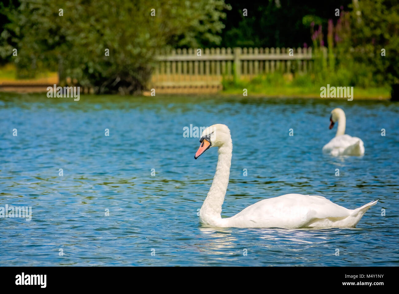 Couple of white swans swimming in the lake Stock Photo - Alamy