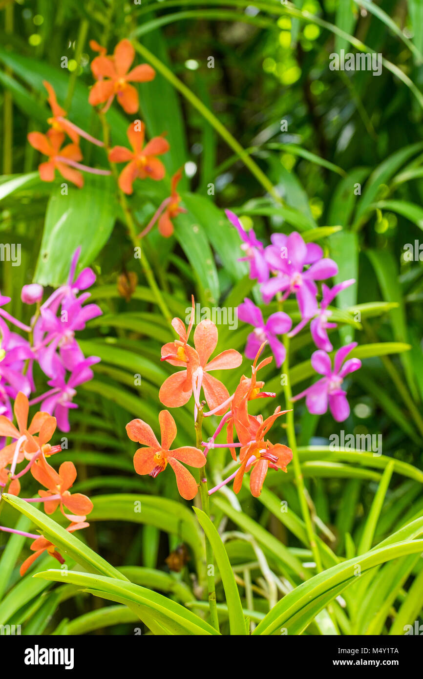Orange and purple orchid flower in flower plant selectively focus. Stock Photo