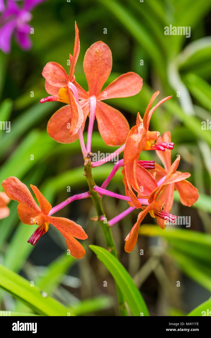 Orange orchid flower in flower plant selectively focus. Stock Photo