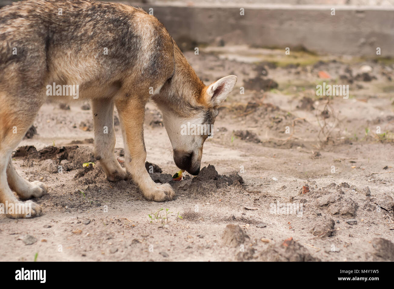 Young european grey wolf puppy in artificial zoo environment. Stock Photo