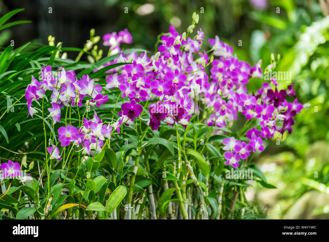 Purple orchid flower in flower plant selectively focus Stock Photo