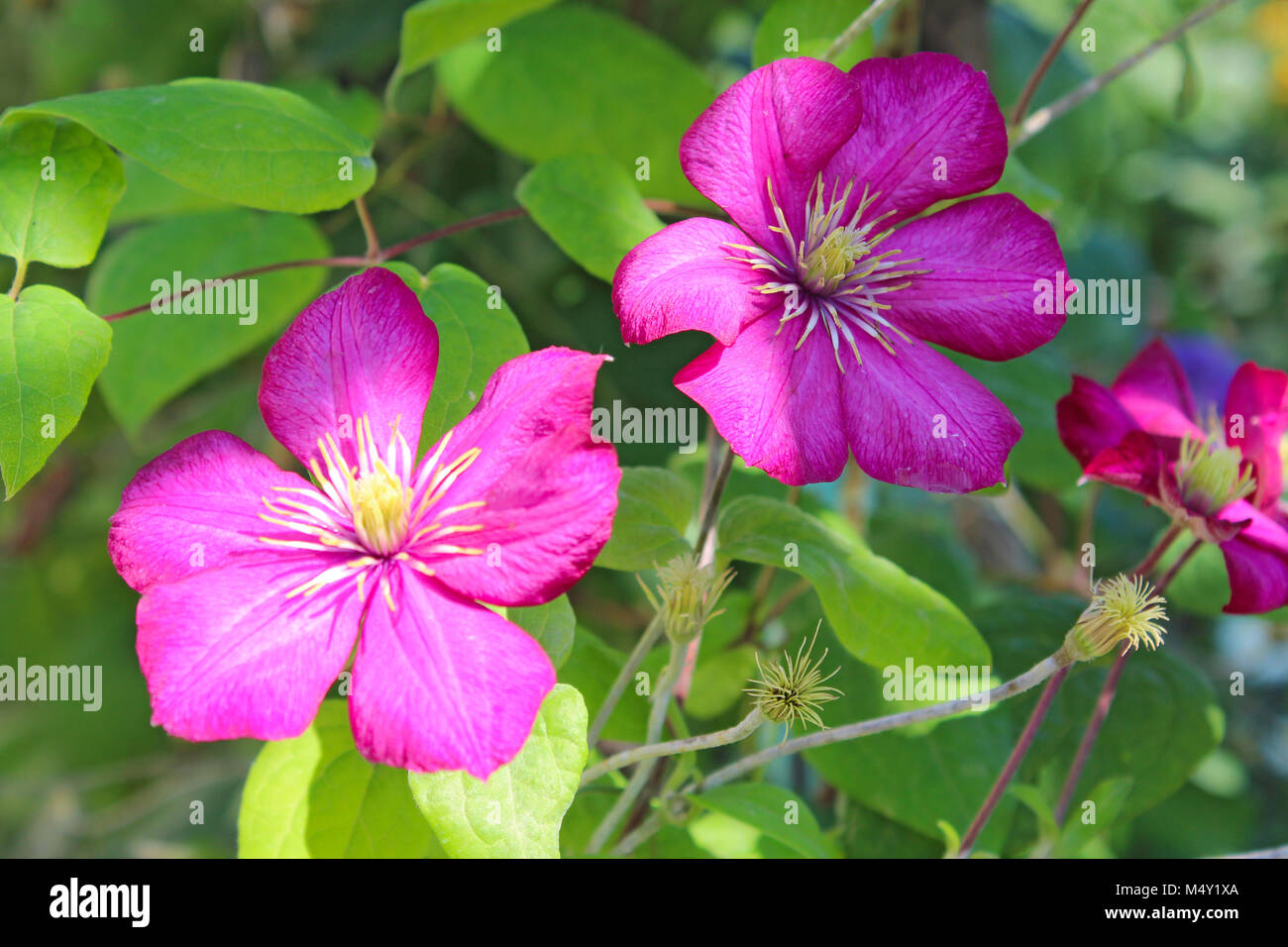 clematis with violet beautiful flowers in the bush Stock Photo