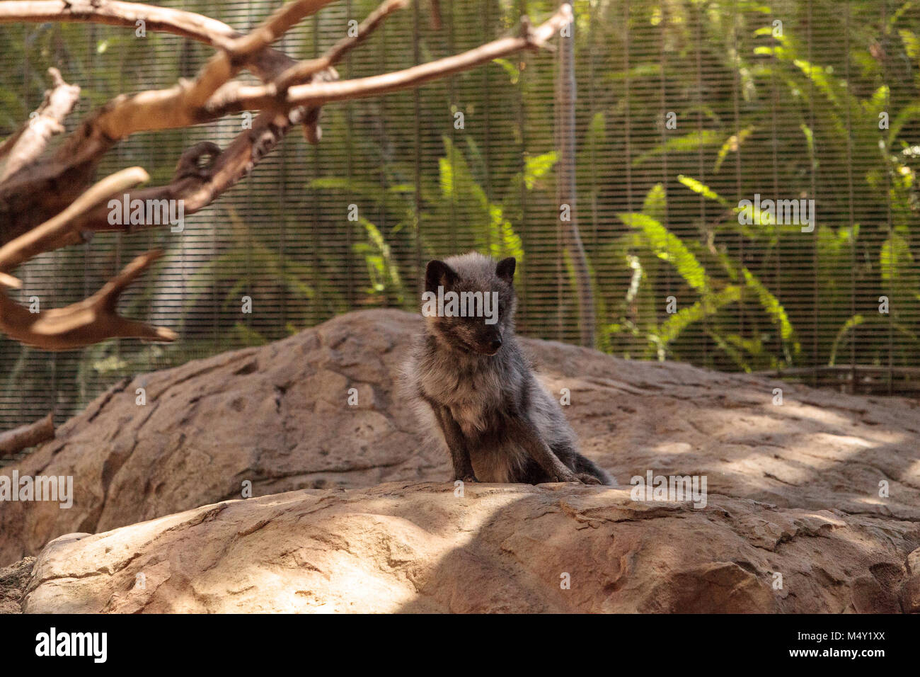 Arctic fox Vulpes lagopus with brown fur Stock Photo