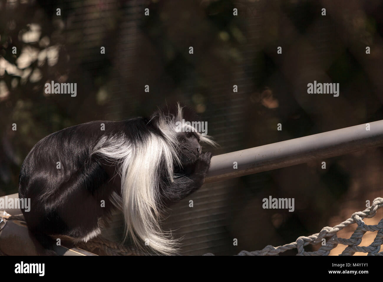 Angolan Colobus monkey of the genus Colobus angolensis palliatus Stock Photo