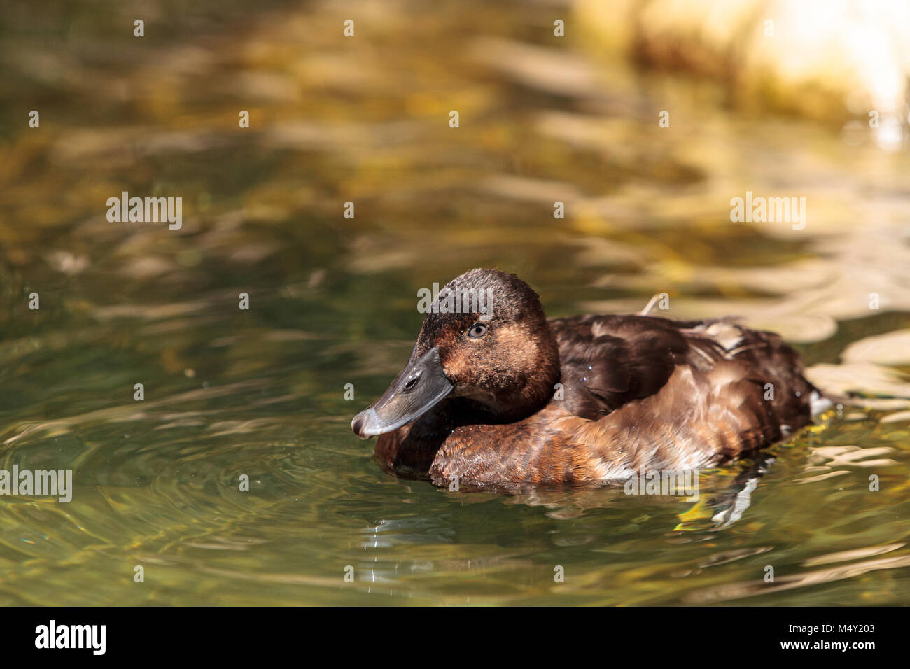 Redhead Duck Called Aythya Americana Stock Photo Alamy