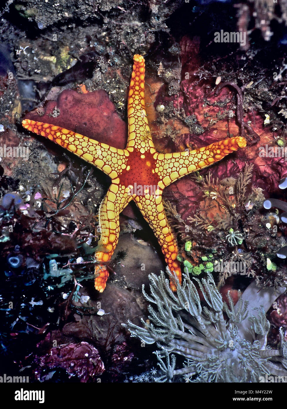 A pearl sea star (Fromia monilis: 20 cms.), showing its characteristic red central area with brightly coloured plates on the five arms. Sea stars have the ability to grow a new arm if one has been eaten by a predator. It is possible, in consequence, to encounter individuals which are in the process of regeneration and have four rather than five arms. The animal lives in rocky areas, where it feeds on sponges and small invertebrates; its mouth being on the underside of the central plate. It moves about on the substrate using hundreds of hydraulically-controlled tube feet. Egyptian Red Sea. Stock Photo