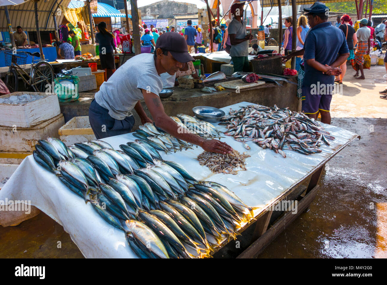 Negombo fish market, Sri Lanka Stock Photo Alamy