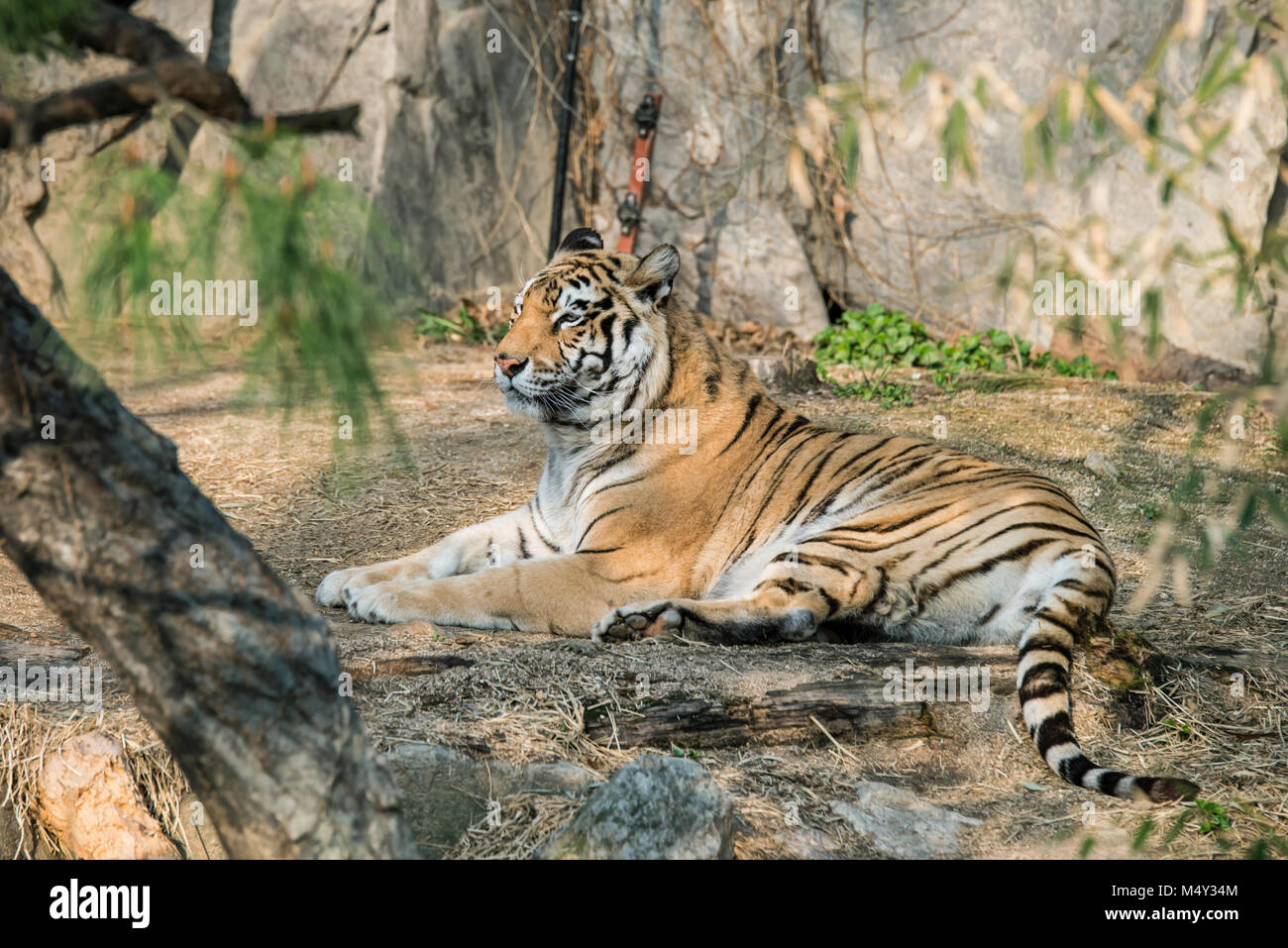 Siberian tiger (Panthera tigris altaica) Stock Photo