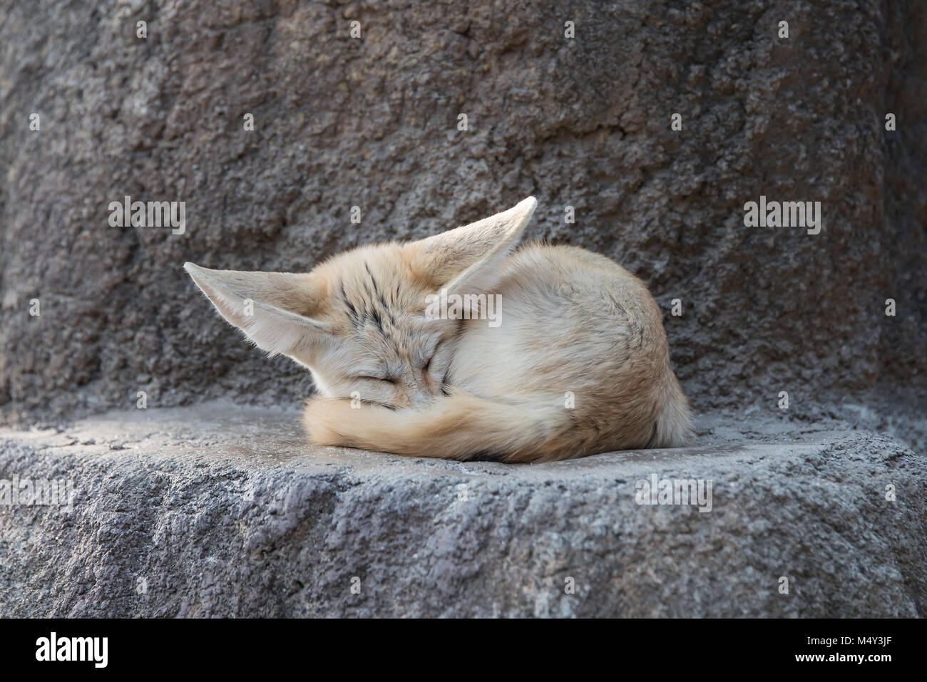 White Fennec fox or Desert fox with big ear Stock Photo