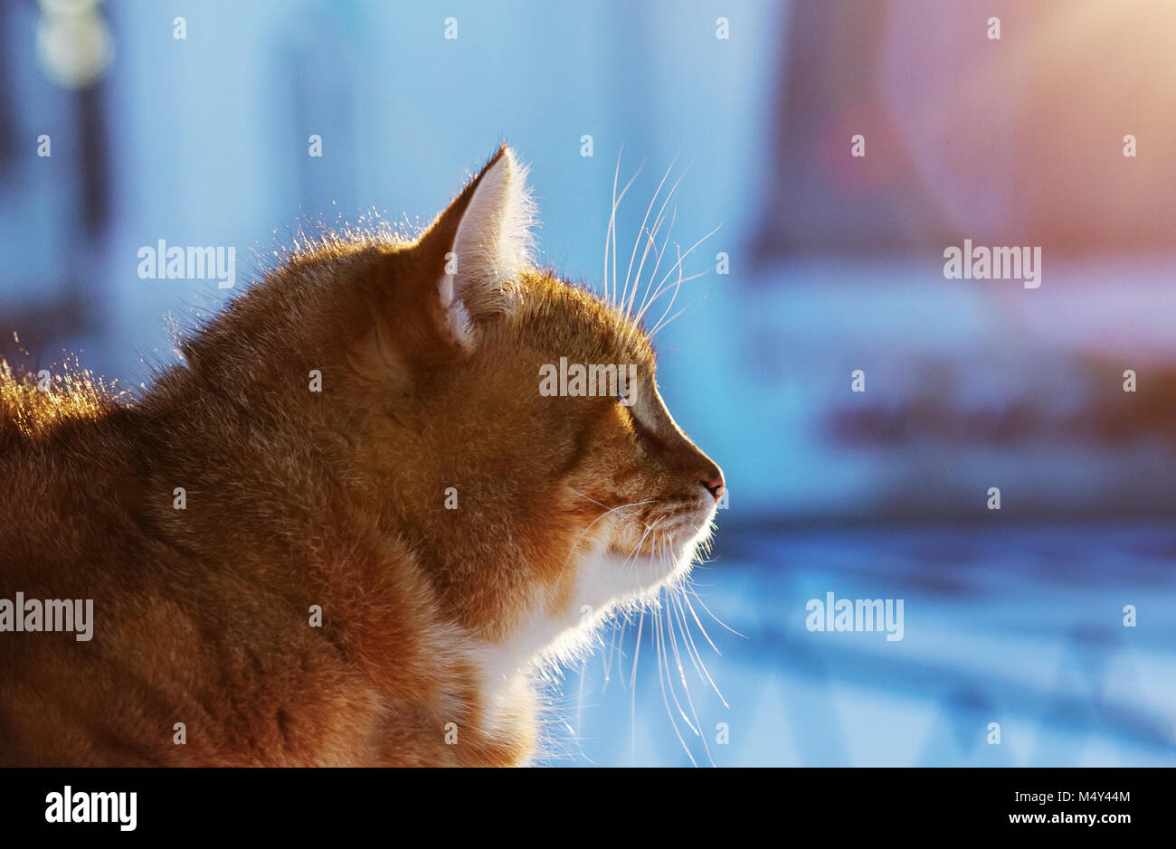 Profile of a beautiful fluffy red cat is walking outdoors in sunny day, winter scene in contour light. Stock Photo