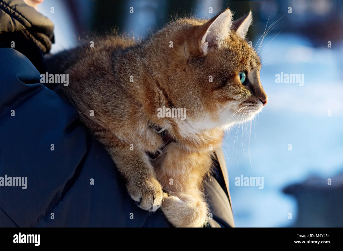 Beautiful fluffy red cat is in hands of its owner in sunny day, winter scene. Stock Photo