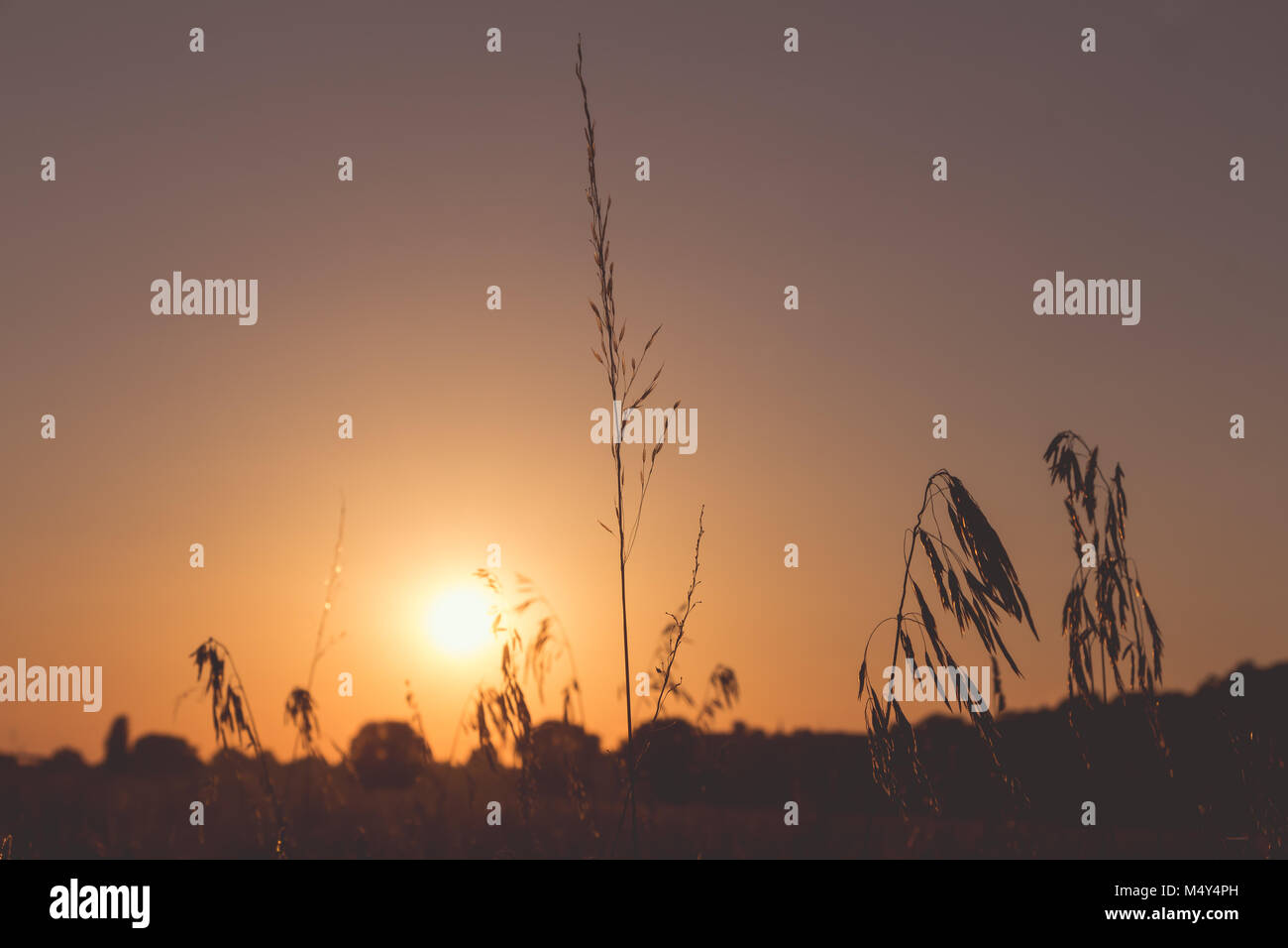 Sun in backlit Stock Photo - Alamy