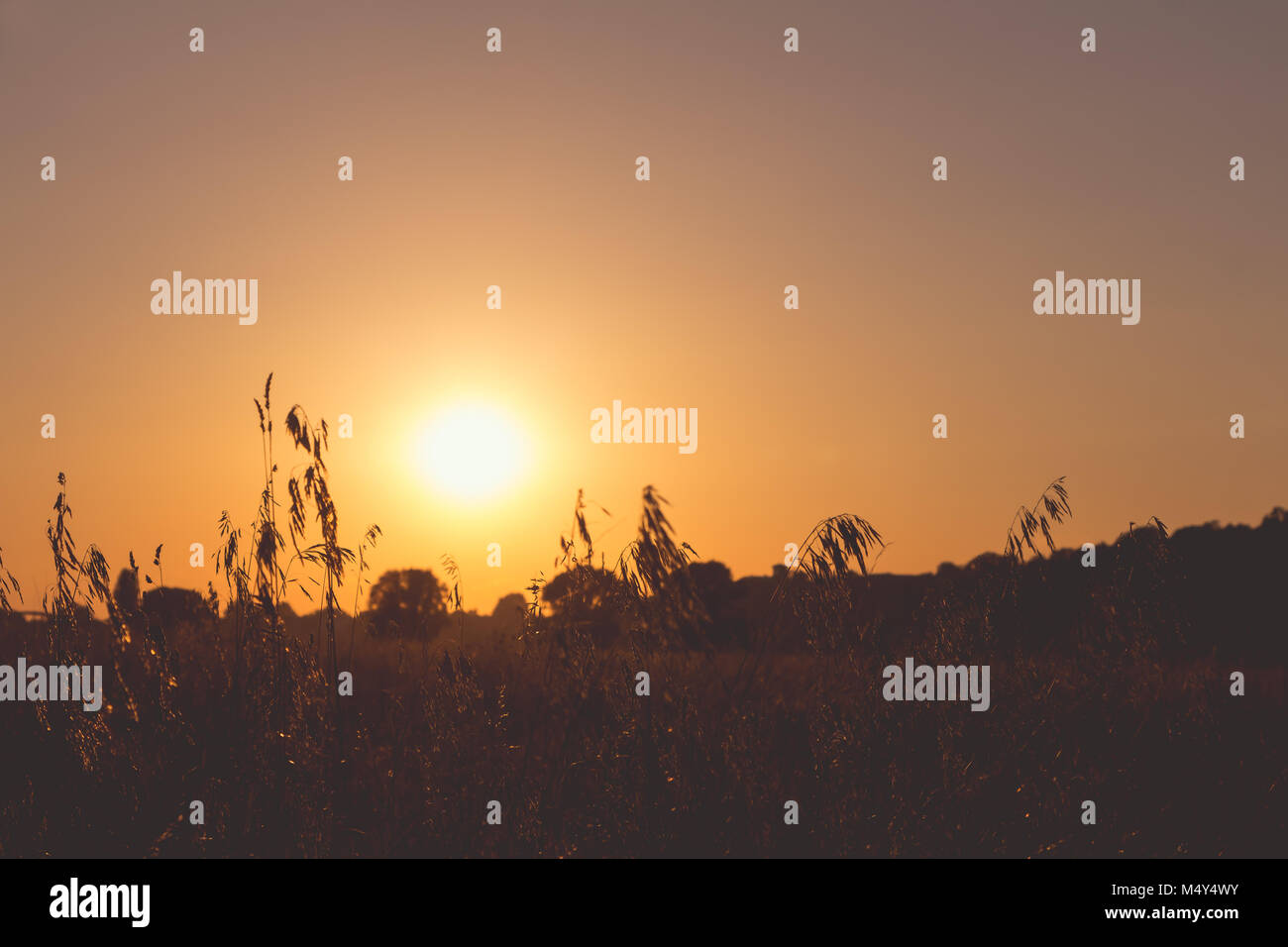 Backlit blade hi-res stock photography and images - Alamy