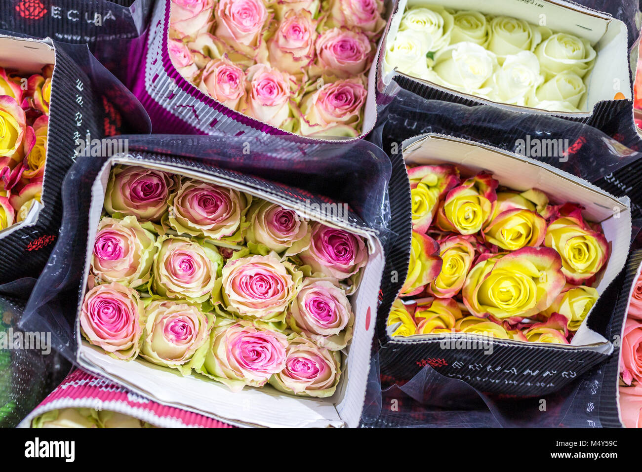 Hundreds of multicolored roses wrapped in paper. Fresh flower ...