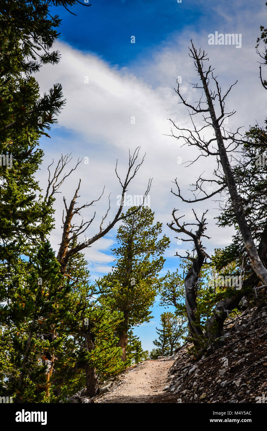 Bristlecone pines, the longest living trees, can be seen on the Bristlecone Pine Grove trail in Great Basin National Park. Stock Photo