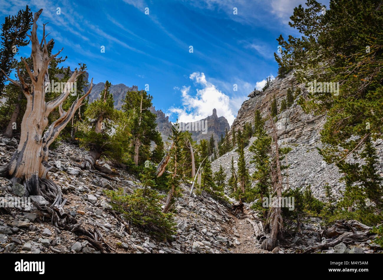 Bristlecone pines, the longest living trees, can be seen on the Bristlecone Pine Grove Trail in Great Basin National Park. Stock Photo
