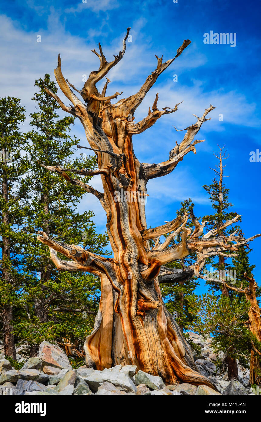 Bristlecone pines, the longest living trees, can be seen on the Bristlecone Pine Grove trail in Great Basin National Park. Stock Photo