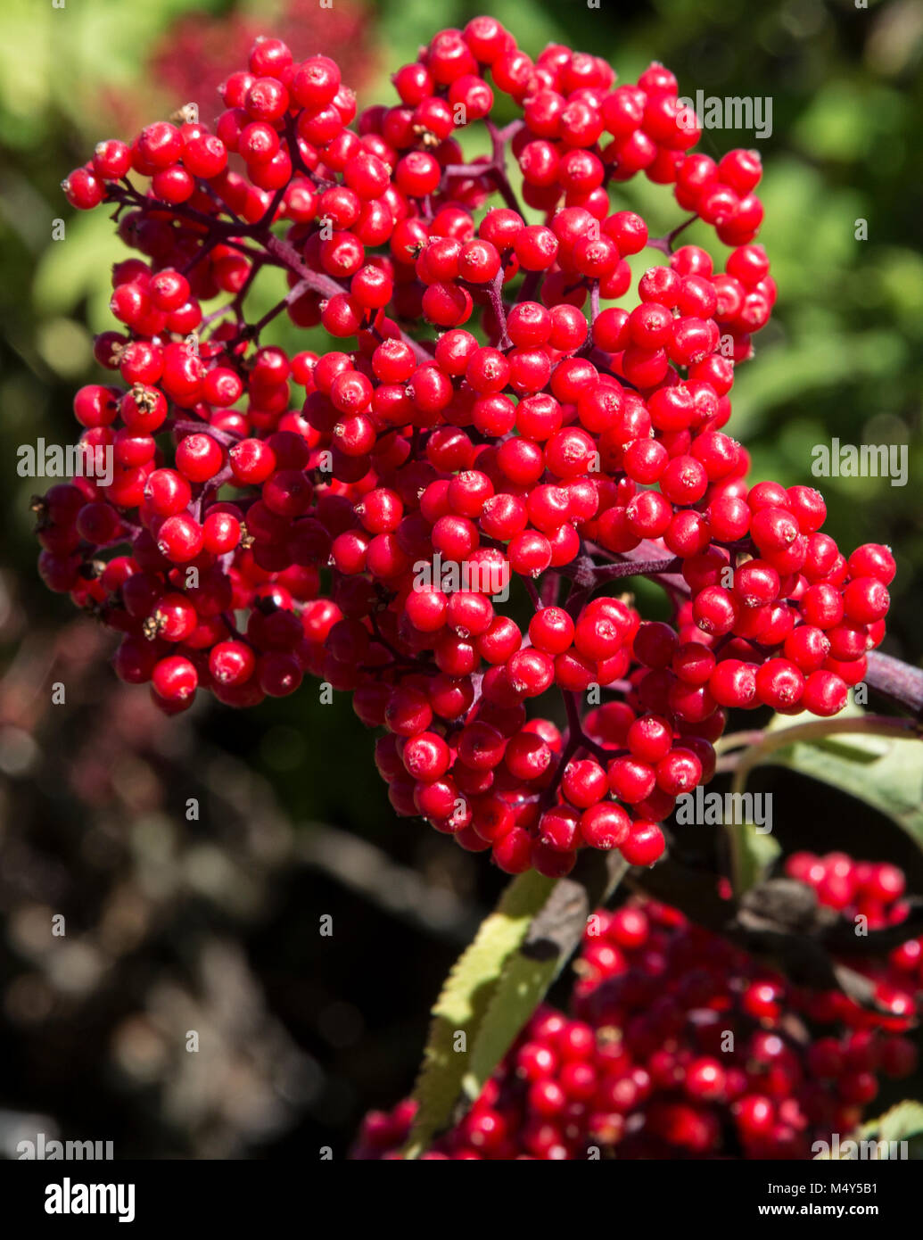 Red elderberries in late summer in the Cascade Mountains of central