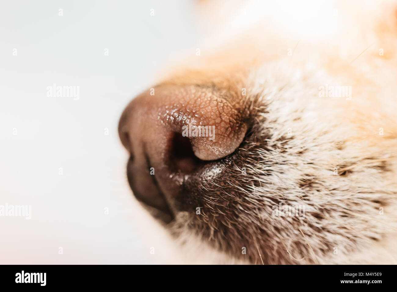 Muzzle of little chihuahua dog. Closeup shot, high key method. Many