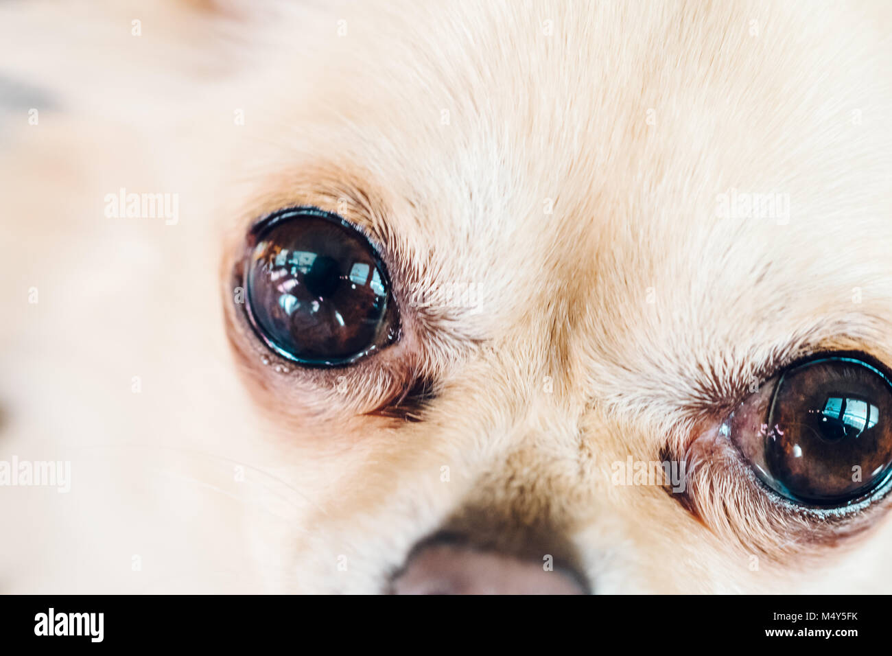 Detail of dark eyes of small cute dog chihuahua. Sad looking face ...
