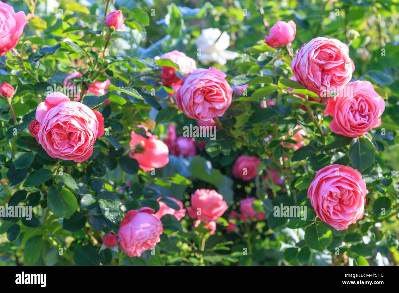 Beautiful light pink rose in the garden, Rose 'Leonardo da Vinci' Stock  Photo - Alamy