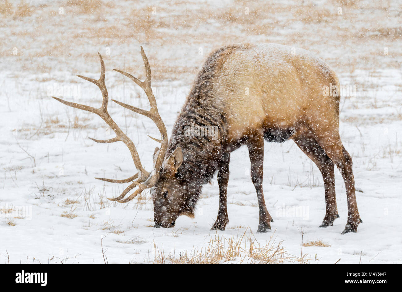 Bull elk, or wapiti (Cervus canadensis) grazing under heavy snowfall, Neal Smith National Wildlife Refuge, Iowa, USA. Stock Photo