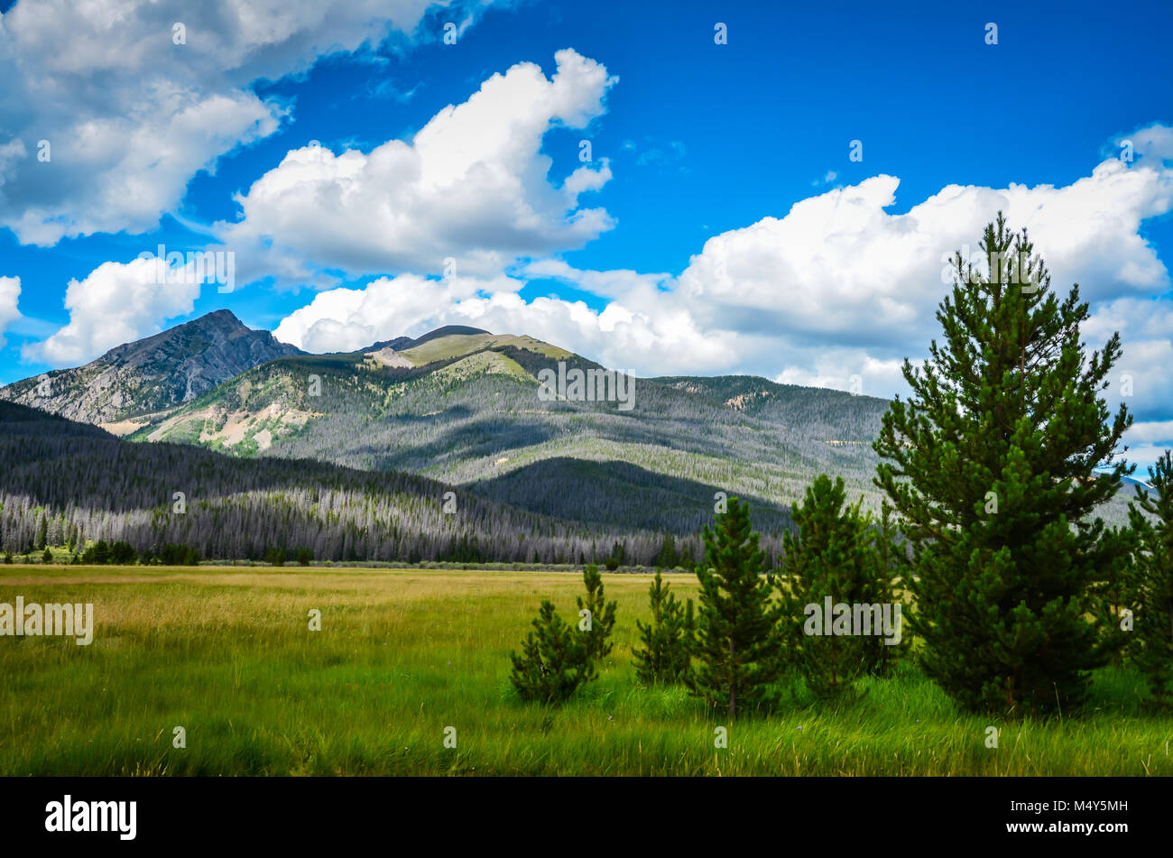 Green meadow on a late summer day in front of mountain range in Rocky Mountain National Park. Stock Photo