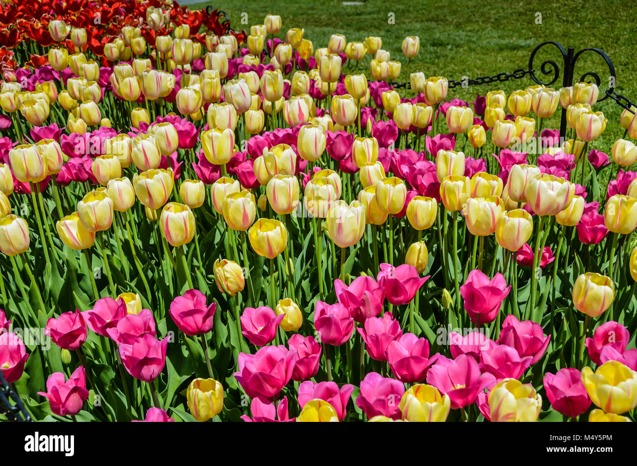 Pink and yellow tulip flowers, bordered by black iron fence, at annual tulip festival in Albany, New York. Stock Photo