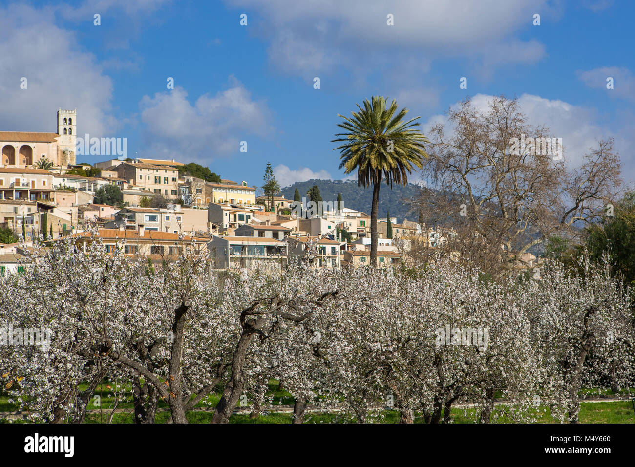 almond blossom in village Selva, Es Raiguer, Majorca, Balearic Islands, Spain Stock Photo