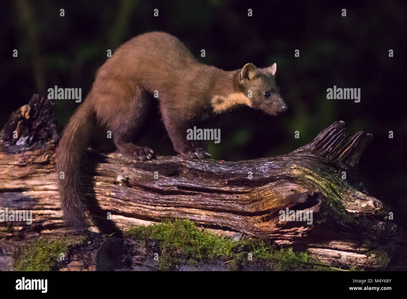 European pine marten (Martes martes) nocturnal predator perched on log at night. Stock Photo