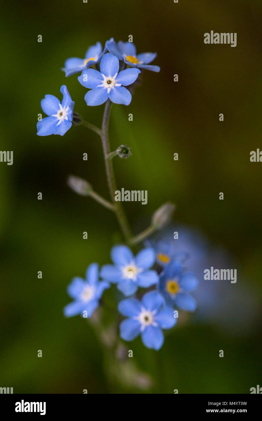 Surprising Forgetmenots Myosotis Scorpioides Gallery