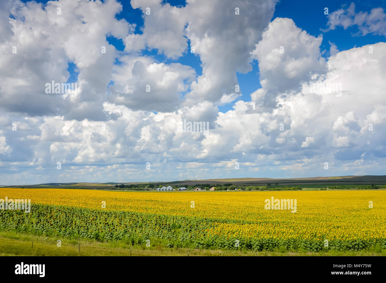 Field of sunflowers under a wide open bright blue sky filled with puffy white clouds on a roadside of South Dakota. Stock Photo